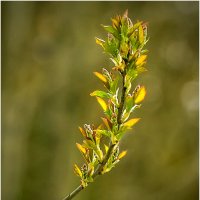 Май молодой :: Валентин Котляров