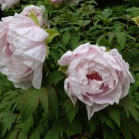 ...пионы дышат нежностью и светом... :: Галина 