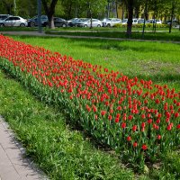 Клумба с тюльпанами на улице города :: Александр Синдерёв