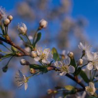 вишенка  цветёт :: Николай Иванович Щенов