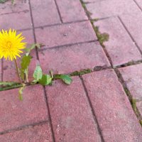 Пробился :: Денис Бочкарёв