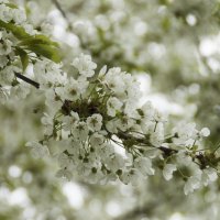 Белый цвет, белый цвет, белый цвет... :: Елена Пономарева