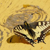 бабочки, снятые 7 мая 5 :: Александр Прокудин бабочки, снятые 7 мая 5 :: Александр Прокудин