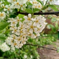 Черёмуха :: Сапсан 