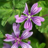 Калачики :: Юрий Яловенко Калачики :: Юрий Яловенко