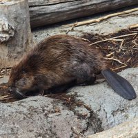 Бобр :: <<< Наташа >>>