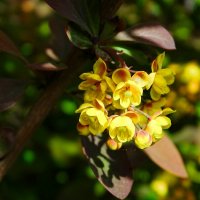 Цвет барбариса :: Милешкин Владимир Алексеевич Цвет барбариса :: Милешкин Владимир Алексеевич