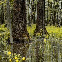 Весенний лесопарк. :: Светлана 13.06.