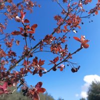 Скоро зацветет :: Veera V Скоро зацветет :: Veera V