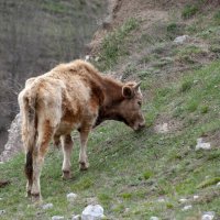 В горной Ингушетии :: Gen 