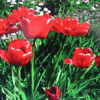 Букет в саду :: Людмила Смородинская Букет в саду :: Людмила Смородинская