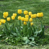 Весна в Ботаническом... :: Наташа *****