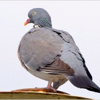 Вяхирь :: Сеня Белгородский