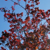 краски апреля :: Елена Шаламова