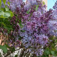 Сирень :: Елена Семигина