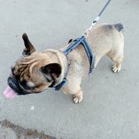 На прогулке. :: Владимир Драгунский