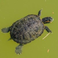 Красноухая черепаха :: Игорь Сикорский