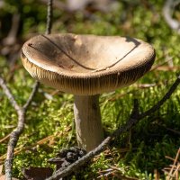 Ну пусть будет сыроежка :: Игорь Сикорский