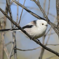 Синица длиннохвостая (ополовник) :: Михаил Белоусов