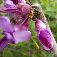 Цветы багрянника европейского. :: ИРЭН@ .