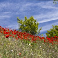 С НАСТУПАЮЩИМ ДНЁМ ПОБЕДЫ!!! МИРНОГО НЕБА НАМ ВСЕМ!!! :: Светлана Тихонина
