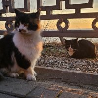 Два матёрых... :: Светлана 13.06.