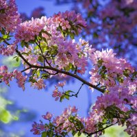 Время цветов :: Евгений Анисимов