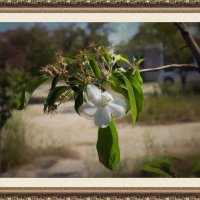 Ветвь яблони :: Анатолий Чикчирный