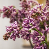 Цветущая сирень :: Лилия *