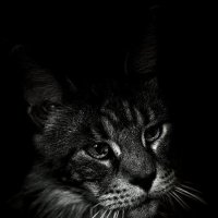 *** :: Евгений С