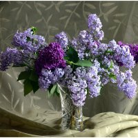 *** :: Aleksandr Gal