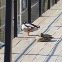 Спящие утки :: Елена Минина