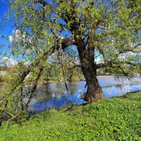 Река Серая :: Денис Бочкарёв Река Серая :: Денис Бочкарёв