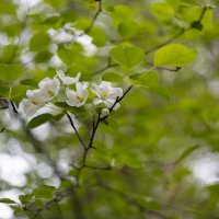 Весеннее :: Александр Синдерёв