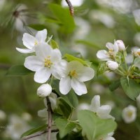 Дикая яблоня :: Александр Синдерёв