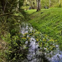 Дачная канавка :: Любовь 