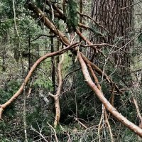 Лесная композиция :: Любовь 