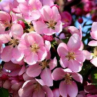 Цветёт розовая яблоня. :: Восковых Анна Васильевна Цветёт розовая яблоня. :: Восковых Анна Васильевна