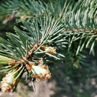 Еловая красота :: Андрей Хлопонин