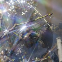 В бликах :: Lyubov Busova