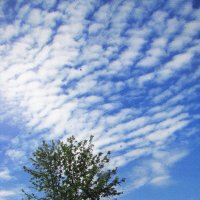 Наше мирное небо :: Людмила Смородинская