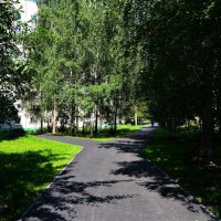 Чебоксары. Берёзки на аллее улицы Университетской летом. :: Пётр Чернега