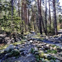 В весеннем лесу :: Эмиль 