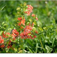 Доброе утро :: Сеня Белгородский Доброе утро :: Сеня Белгородский