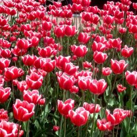 С ВЕЛИКОЙ ПОБЕДОЙ НАД ФАШИЗМОМ! МИРА!СЧАСТЬЯ! ДОБРА! :: Елена Семигина