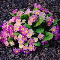 Примула :: Рита Симонова