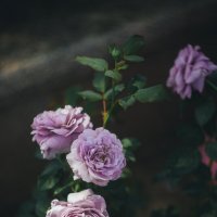Роза "Лавандер кристалл" :: Дмитрий 