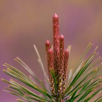 Сосна :: Эдуард Куклин Сосна :: Эдуард Куклин