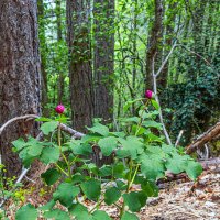 Начало цветения :: Юрий Яловенко
