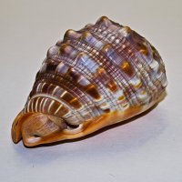 ракушка :: Giant Tao /